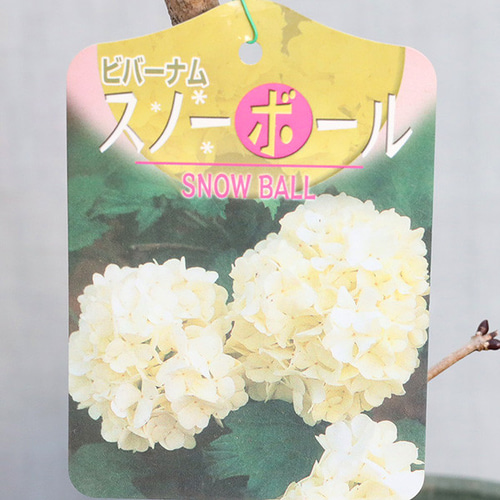 つぼみ膨らんできました、これから白いお花を咲かせます