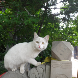 ファブリックコラージュパネル＊町角のねこ＊no.１ 11枚目の画像