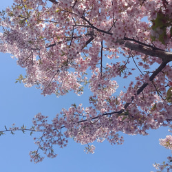 恋桜のバレッタ ■ 薄ピンク色の可憐な桜 9枚目の画像