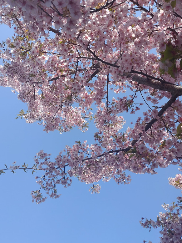 恋桜のバレッタ ■ 薄ピンク色の可憐な桜 9枚目の画像