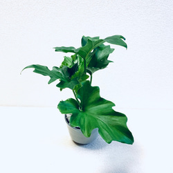 ハイドロカルチャー　セローム　セロウム　小石原焼　陶器　観葉植物　 3枚目の画像