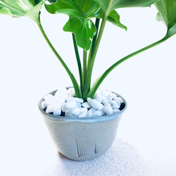 ハイドロカルチャー　セローム　セロウム　小石原焼　陶器　観葉植物　 6枚目の画像