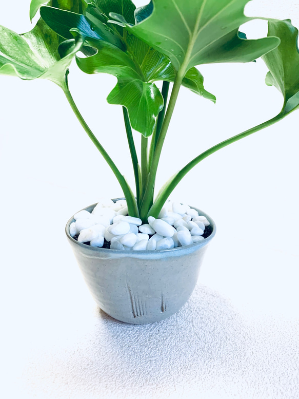 ハイドロカルチャー　セローム　セロウム　小石原焼　陶器　観葉植物　 6枚目の画像