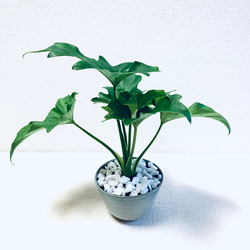 ハイドロカルチャー　セローム　セロウム　小石原焼　陶器　観葉植物　 4枚目の画像