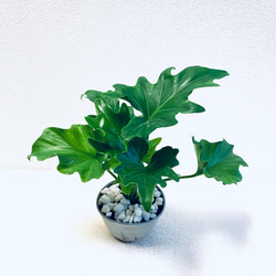 ハイドロカルチャー　セローム　セロウム　小石原焼　陶器　観葉植物　 1枚目の画像