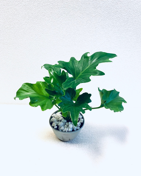 ハイドロカルチャー　セローム　セロウム　小石原焼　陶器　観葉植物　 1枚目の画像