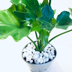ハイドロカルチャー　セローム　セロウム　小石原焼　陶器　観葉植物　 7枚目の画像
