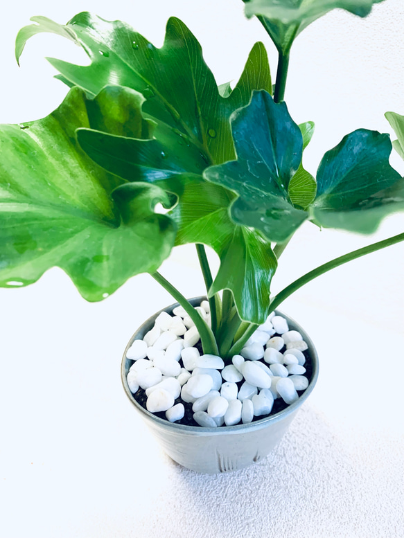 ハイドロカルチャー　セローム　セロウム　小石原焼　陶器　観葉植物　 7枚目の画像