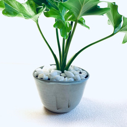 ハイドロカルチャー　セローム　セロウム　小石原焼　陶器　観葉植物　 9枚目の画像