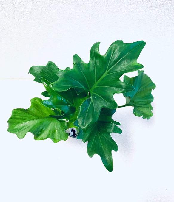 ハイドロカルチャー　セローム　セロウム　小石原焼　陶器　観葉植物　 2枚目の画像