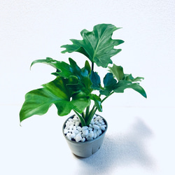 ハイドロカルチャー　セローム　セロウム　小石原焼　陶器　観葉植物　 5枚目の画像