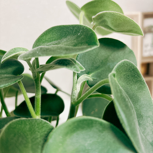 レア❤️葉挿しセット✨ホリコロ等✨1セットのみ❤️ 観葉植物】ペペロミア ピレア寄植え 受皿付 | 陽華園