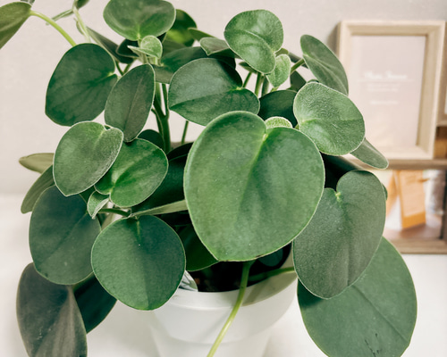 レア❤️葉挿しセット✨ホリコロ等✨1セットのみ❤️ 5353bbb26616905a14bc9f7d2263e7