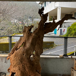 天然木　ケヤキ　流木　 12枚目の画像