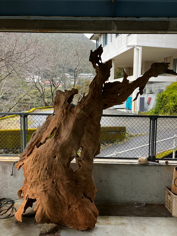 天然木　ケヤキ　流木　 12枚目の画像