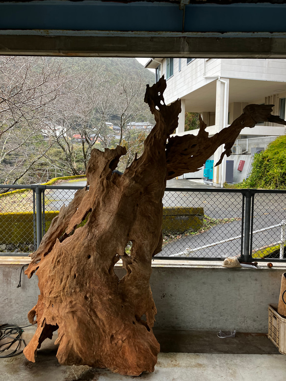 天然木　ケヤキ　流木　 13枚目の画像