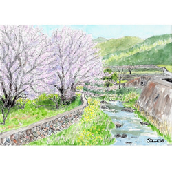 水彩画原画 桜堤と菜の花 ＃590 絵画 syoumei 通販 15408863