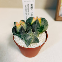 ［現品］☆珍しい☆  1番　幸運ランポー　サボテン アストロフィツム 2.5号　観葉植物　多肉植物　レア　かわいい　 3枚目の画像