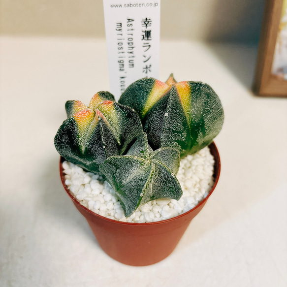 ［現品］☆珍しい☆  1番　幸運ランポー　サボテン アストロフィツム 2.5号　観葉植物　多肉植物　レア　かわいい　 3枚目の画像