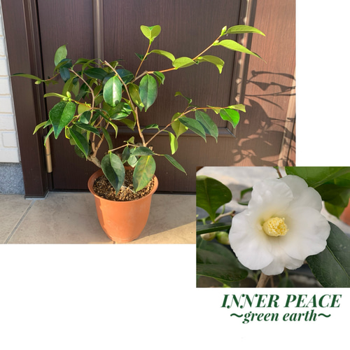 椿 ツバキ ワビスケ 侘助 白侘助 盆栽 白花 苗木 盆栽 ✴︎green