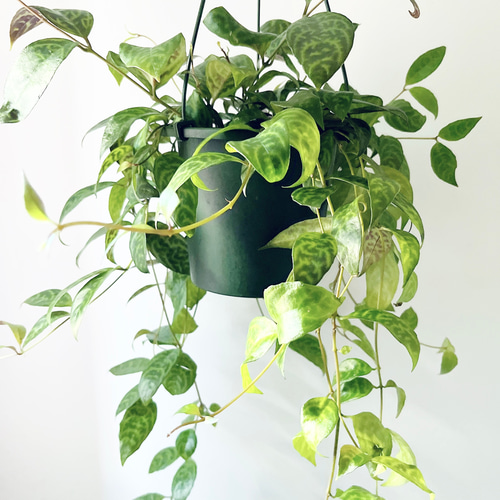 現品］90番 エスキナンサス マルモラタス 5号 観葉植物 室内