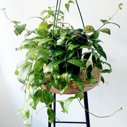 希少》サンスベリア タイハイブリッド Sサイズ 観葉植物 calm cafe