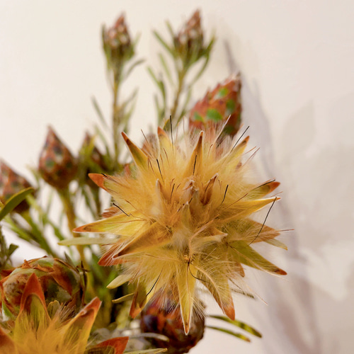 【SALE】リューカデンドロン⋆︎*シックなハーフリース♪ミモザ蕾⑅︎ SALE】リューカデンドロン⋆︎*シックなハーフリース♪ミモザ蕾