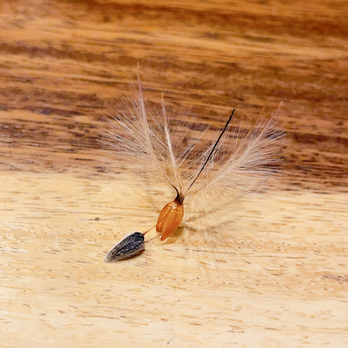 リューカデンドロン プルモサス ルブルム 新鮮な種子15粒 オージー