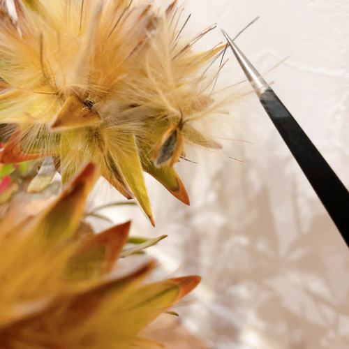 リューカデンドロン プルモサス ルブルム 新鮮な種子15粒 オージー