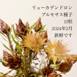 リューカデンドロン プルモサス ルブルム 新鮮な種子15粒 オージー