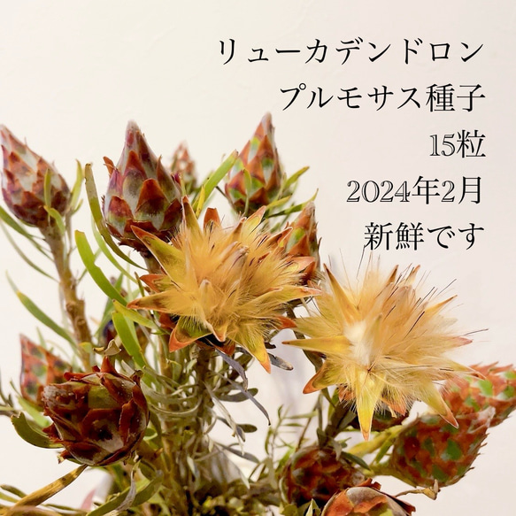 オージープランツ　リューカデンドロン・プルモサス リューカデンドロン プルモサス ルブルム 新鮮な種子15粒 オージー