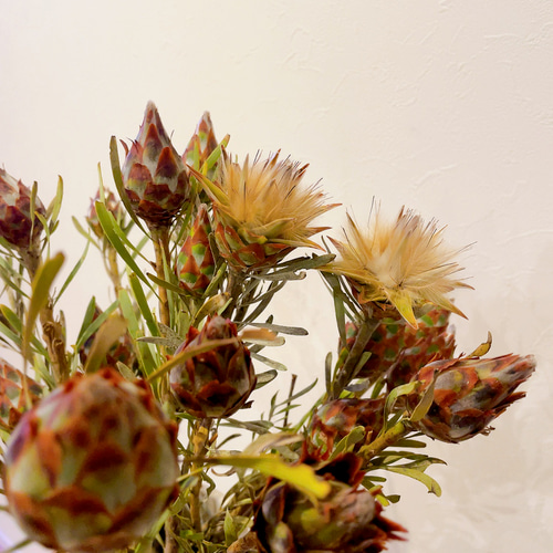 リューカデンドロン プルモサス ルブルム 新鮮な種子15粒 オージー