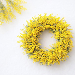 Premium Plants】斑入り ツピタンサス ゴールデンキング 曲がり その他