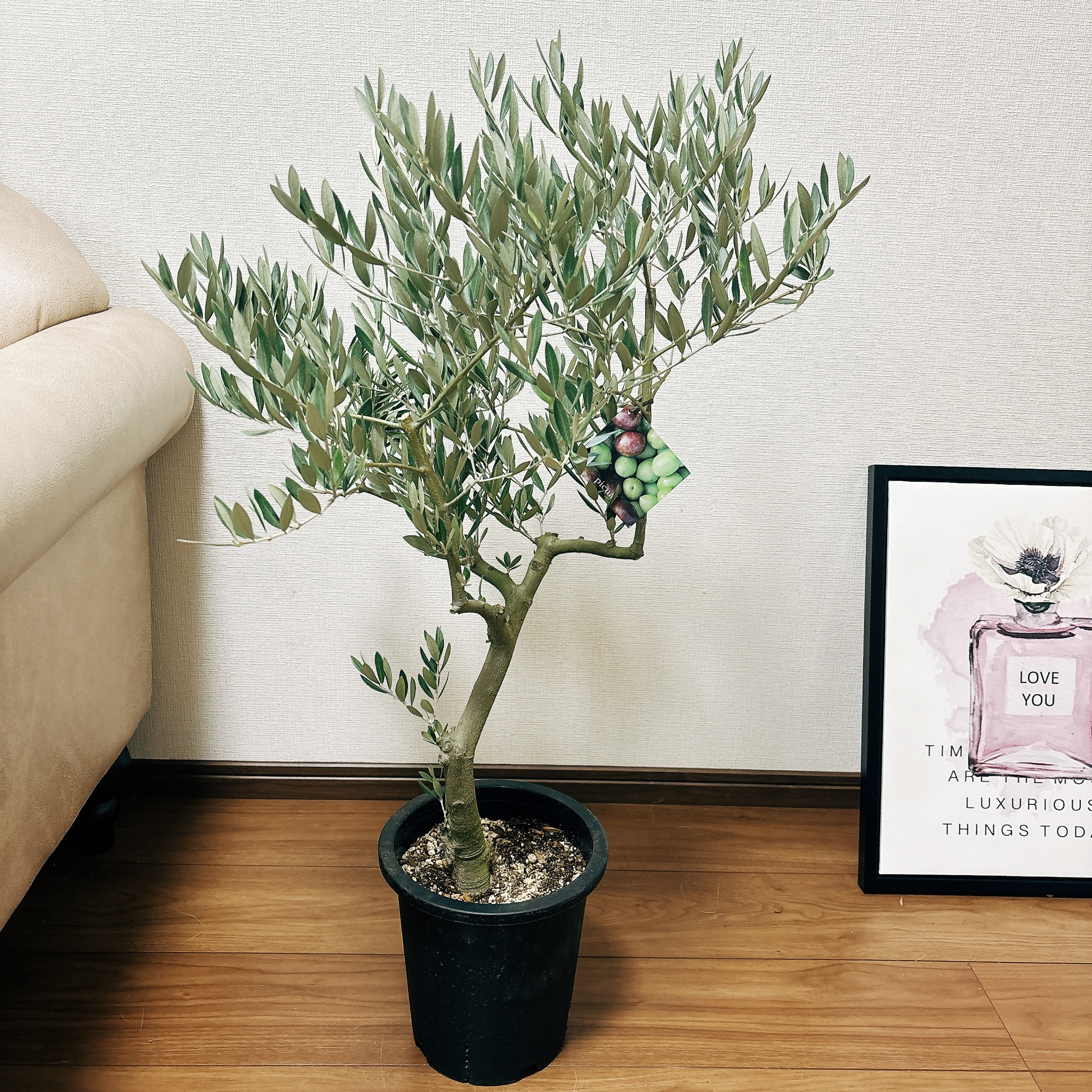 現品］21番 創樹 オリーブ ピクアル 7号 観葉植物 屋外 珍しい 【公式