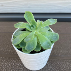 エケベリア　☆観葉植物☆多肉植物 1枚目の画像