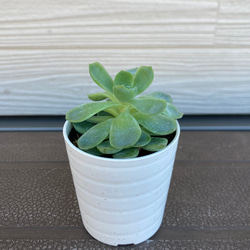 エケベリア　☆観葉植物☆多肉植物 3枚目の画像