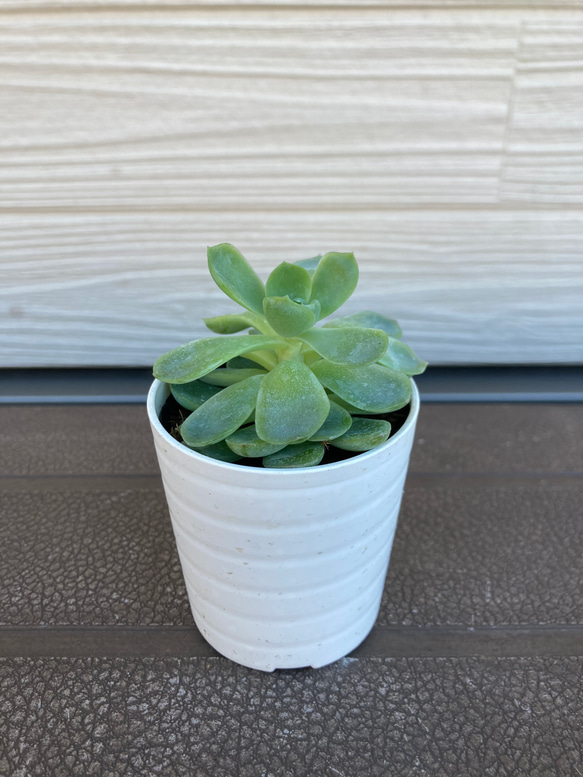 エケベリア　☆観葉植物☆多肉植物 3枚目の画像