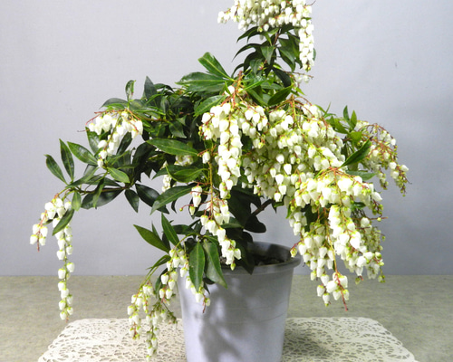 ☆ENGEI ichioki☆馬酔木・アセビ「白花種」鉢花01◇綺麗な白花アセビ