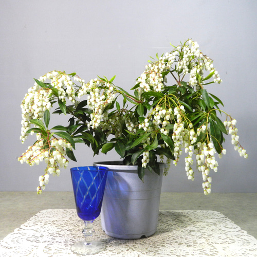 白花馬酔木、白花アセビ『樹高約105㌢』綺麗な樹形。No.7 【公式通販】