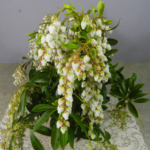 ☆ENGEI ichioki☆馬酔木・アセビ「白花種」鉢花02◇綺麗な白花 ☆ENGEI ichioki☆馬酔木・アセビ「白花種」鉢花02◇綺麗な白花