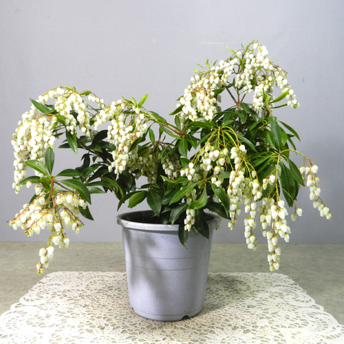 白花馬酔木、白花アセビ『樹高約100㌢』綺麗な樹形。No.8 【公式通販】