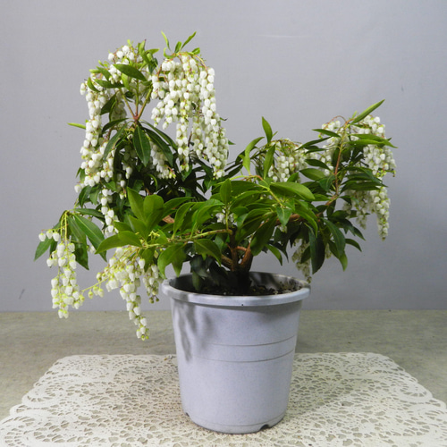 ☆ENGEI ichioki☆馬酔木・アセビ「白花種」鉢花02◇綺麗な白花 ☆ENGEI ichioki☆馬酔木・アセビ「白花種」鉢花02◇綺麗な白花
