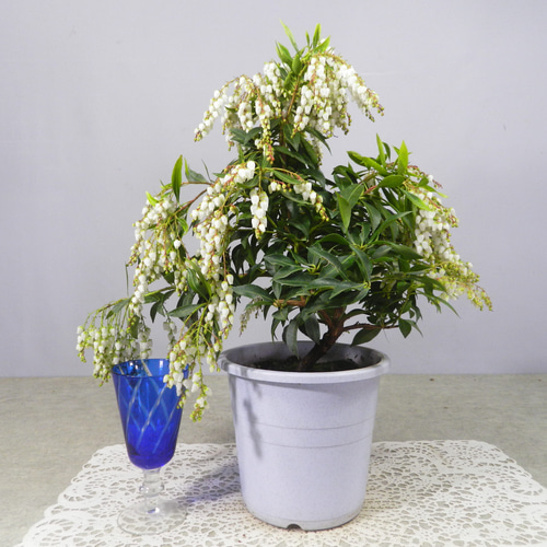 ☆ENGEI ichioki☆馬酔木・アセビ「白花種」鉢花03◇綺麗な白花 ☆ENGEI ichioki☆馬酔木・アセビ「白花種」鉢花03◇綺麗な白花