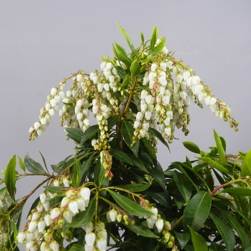 ☆ENGEI ichioki☆馬酔木・アセビ「白花種」鉢花03◇綺麗な白花 ☆ENGEI ichioki☆馬酔木・アセビ「白花種」鉢花03◇綺麗な白花