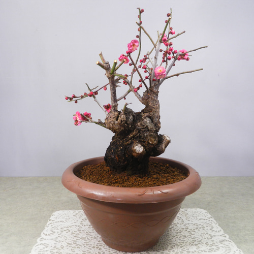 ☆ENGEI ichioki☆寒梅盆栽「八重寒紅」鉢株◇しっかりとした太幹樹