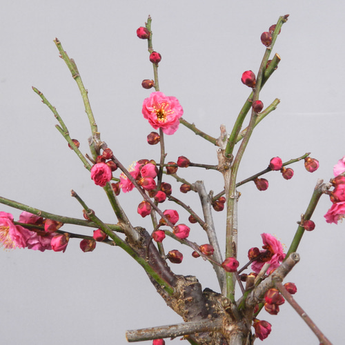 ☆ENGEI ichioki☆寒梅盆栽「八重寒紅」鉢株◇しっかりとした太幹樹