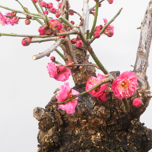 ☆ENGEI ichioki☆寒梅盆栽「八重寒紅」鉢株◇しっかりとした太幹樹