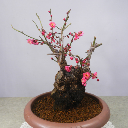 梅　(野梅系紅花八重咲き)[寒衣]　大品盆栽 ☆ENGEI ichioki☆寒梅盆栽「八重寒紅」鉢株◇しっかりとした太幹樹