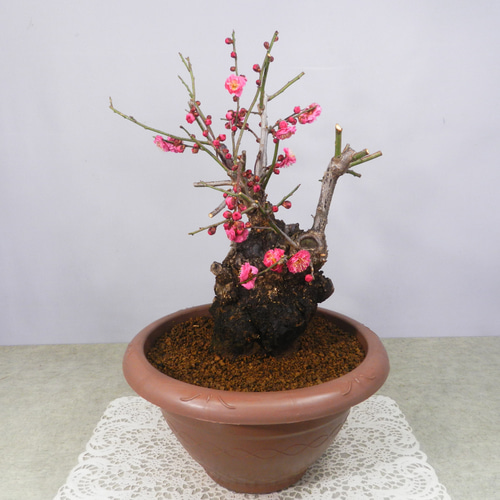 ☆ENGEI ichioki☆寒梅盆栽「八重寒紅」鉢株◇しっかりとした太幹樹