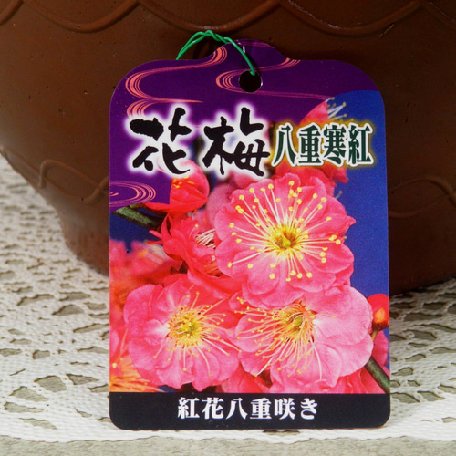 ☆ENGEI ichioki☆寒梅盆栽「八重寒紅」鉢株◇しっかりとした太幹樹